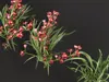 GD26 Orchid Cymbidium Red Boat orchid 3D model | CGTrader