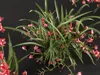 GD26 Orchid Cymbidium Red Boat orchid 3D model | CGTrader