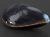 Sea Shells Collection 2 3D Model Pack | CGTrader