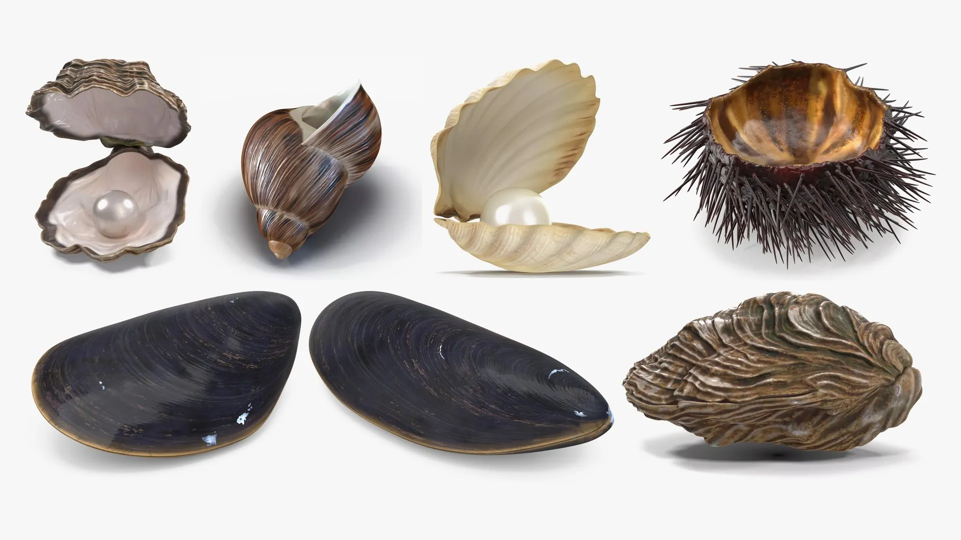 Sea Shells Collection 2 3D Model Pack | CGTrader