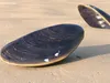 Sea Shells Collection 2 3D Model Pack | CGTrader