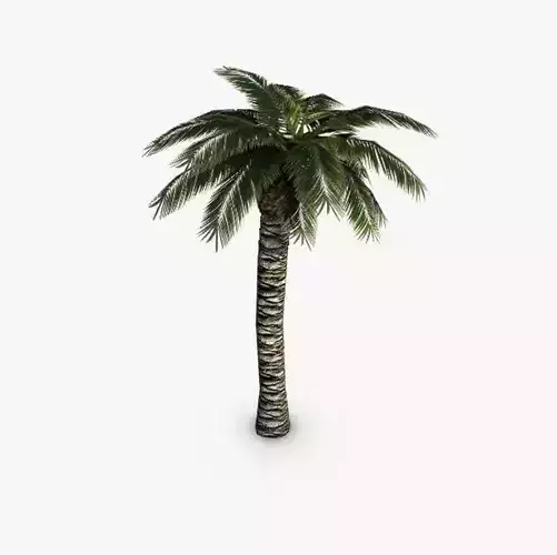Palm tree Low-poly 3D model