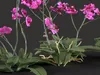 GD26 Orchid Phalaenopsis Peach Moth Orchid 3D model | CGTrader