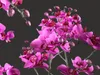 GD26 Orchid Phalaenopsis Peach Moth Orchid 3D model | CGTrader