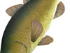 Fish PRINTABLE 3D model 3D printable | CGTrader