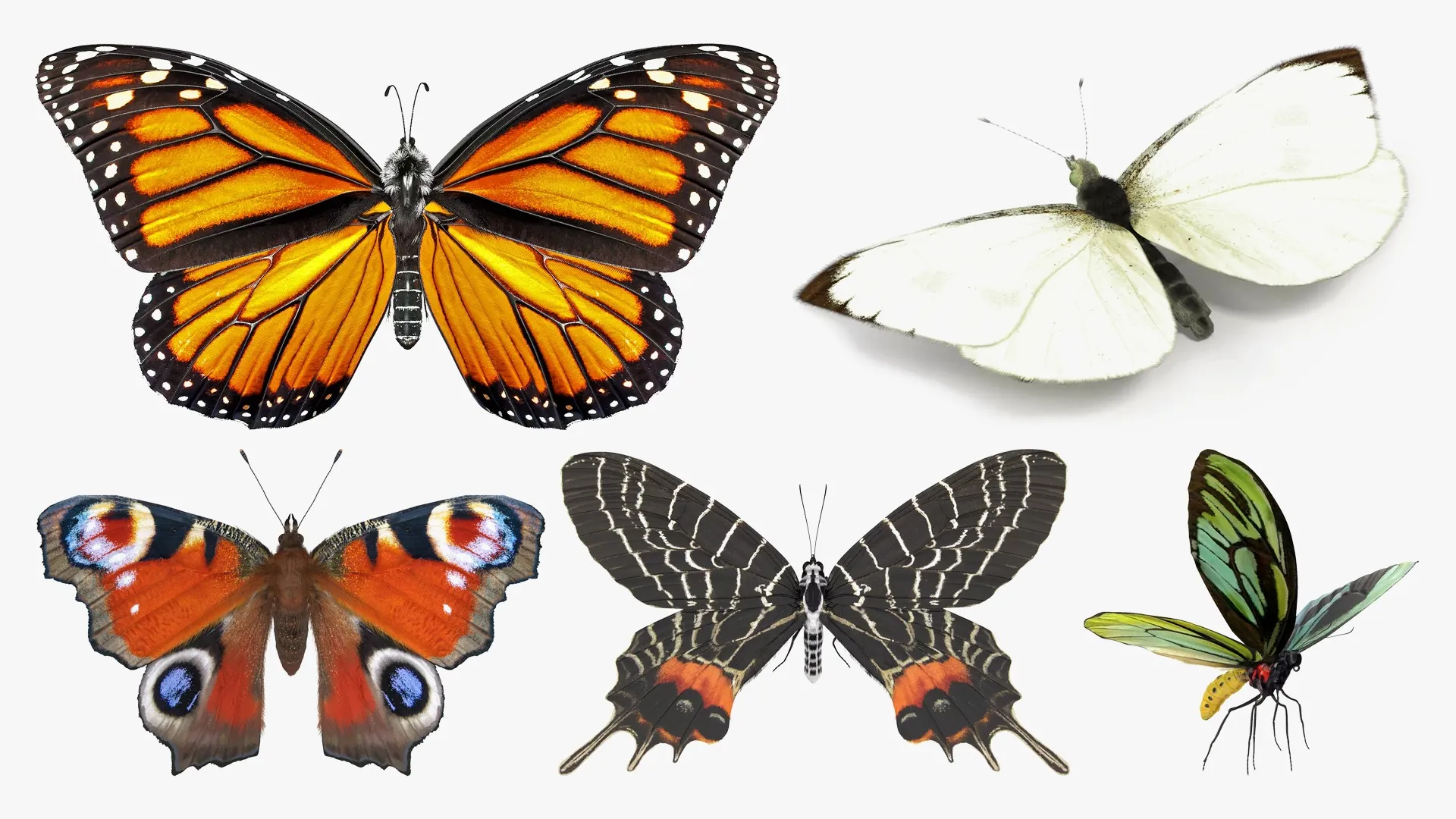 Flying Insects Meme 3D Model Pack Butterflies Fur Rigged Collection VR / AR / low-poly ...