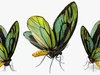 3D Model Pack Butterflies Fur Rigged Collection VR / AR / low-poly ...