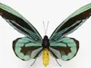 3D Model Pack Butterflies Fur Rigged Collection VR / AR / low-poly ...