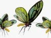 3D Model Pack Butterflies Fur Rigged Collection VR / AR / low-poly ...