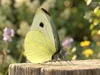 3D Model Pack Butterflies Fur Rigged Collection VR / AR / low-poly ...