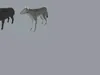 3D model Low Poly and Realistic Wildlife Animated VR / AR / low-poly ...
