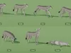 3D model Low Poly and Realistic Wildlife Animated VR / AR / low-poly ...
