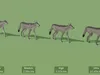 3D model Low Poly and Realistic Wildlife Animated VR / AR / low-poly ...