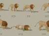 3D model Low Poly and Realistic Savanna Animals Animated VR / AR / low ...