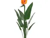 Flowers Collection 6 3D Model Pack | CGTrader