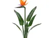 Flowers Collection 6 3D Model Pack | CGTrader