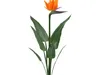 Flowers Collection 6 3D Model Pack | CGTrader