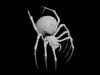 Black Skull Spider CreatureArachnid Horror Monster 3D model | CGTrader