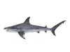 Sharks Collection 2 3D Model Pack | CGTrader