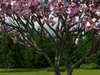 Fruit Trees Collection 3 3D Model Pack | CGTrader