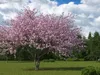 Fruit Trees Collection 3 3D Model Pack | CGTrader