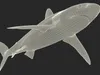 Realistic Silky Shark Rigged for Maya 3D model rigged | CGTrader