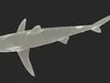 Realistic Silky Shark Rigged for Maya 3D model rigged | CGTrader