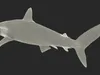 Realistic Silky Shark Rigged for Maya 3D model rigged | CGTrader