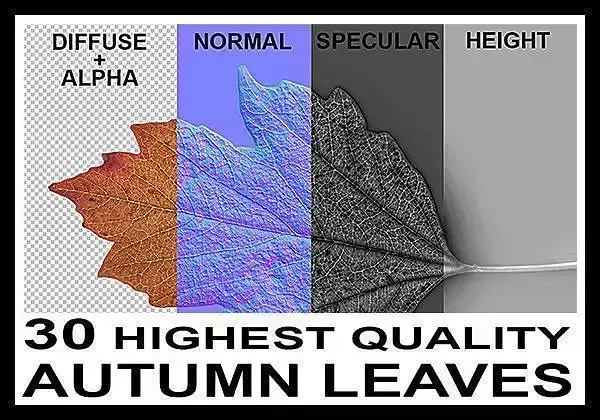 30 High Quality Autumn Leaves