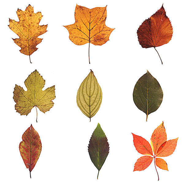 30 High Quality Autumn Leaves Texture_1