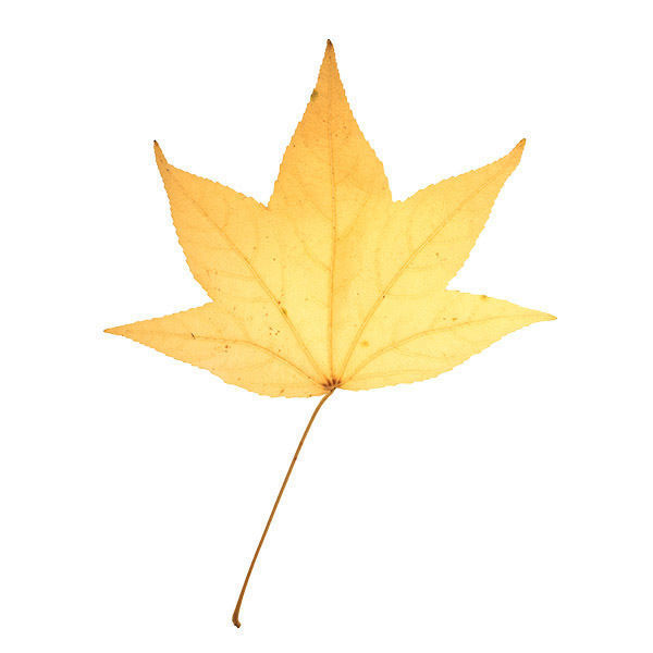 30 High Quality Autumn Leaves Texture_4