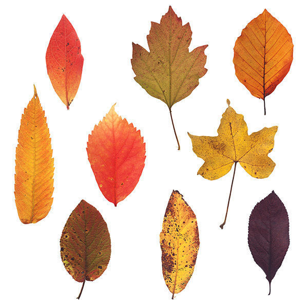 30 High Quality Autumn Leaves Texture_3