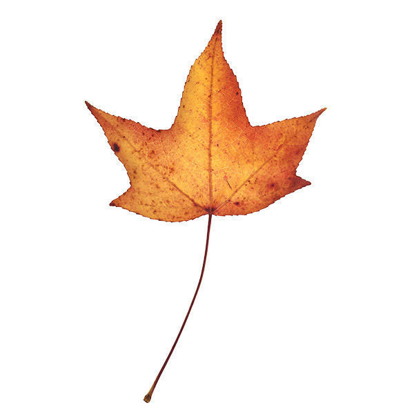 30 High Quality Autumn Leaves Texture_5