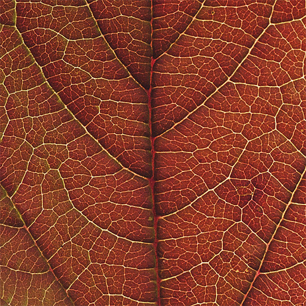 30 High Quality Autumn Leaves Texture_7