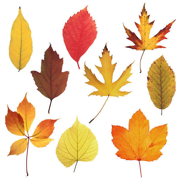 30 High Quality Autumn Leaves Texture_2