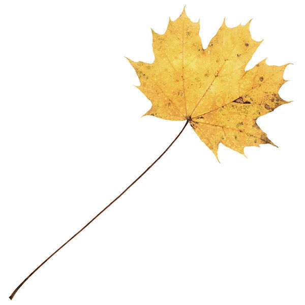 30 High Quality Autumn Leaves Texture_6