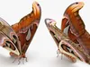 Insects Collection 4 3D Model Pack | CGTrader