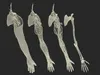 Man Arm Anatomy Realistic 3D model | CGTrader