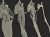 Man Arm Anatomy Realistic 3D model | CGTrader