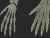 Man Arm Anatomy Realistic 3D model | CGTrader