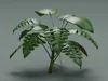 Monstera Deliciosa Realistic Tropical Plant 3D model | CGTrader