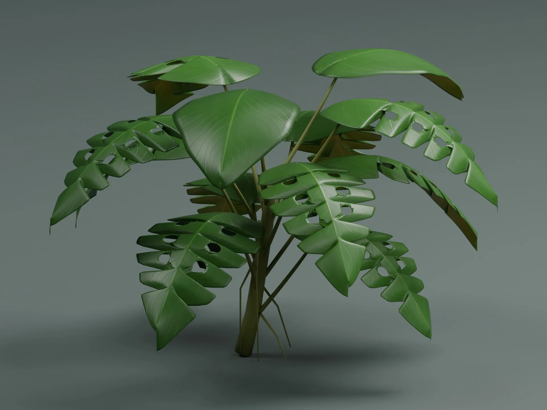 Monstera Deliciosa Realistic Tropical Plant 3D model | CGTrader