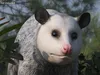 3D Model Pack North American Animals Collection VR / AR / low-poly ...