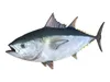 Ocean Animals Collection 4 3D Model Pack | CGTrader