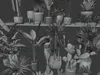 23 Tropical Potted Plants 3D Models Collection 3D model | CGTrader