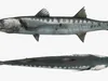 Fish Collection 4 3D Model Pack | CGTrader