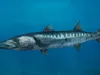 Fish Collection 4 3D Model Pack | CGTrader