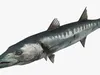 Fish Collection 4 3D Model Pack | CGTrader