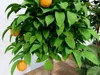 6 Potted Fruit Trees Plants 3D Models 3D model | CGTrader