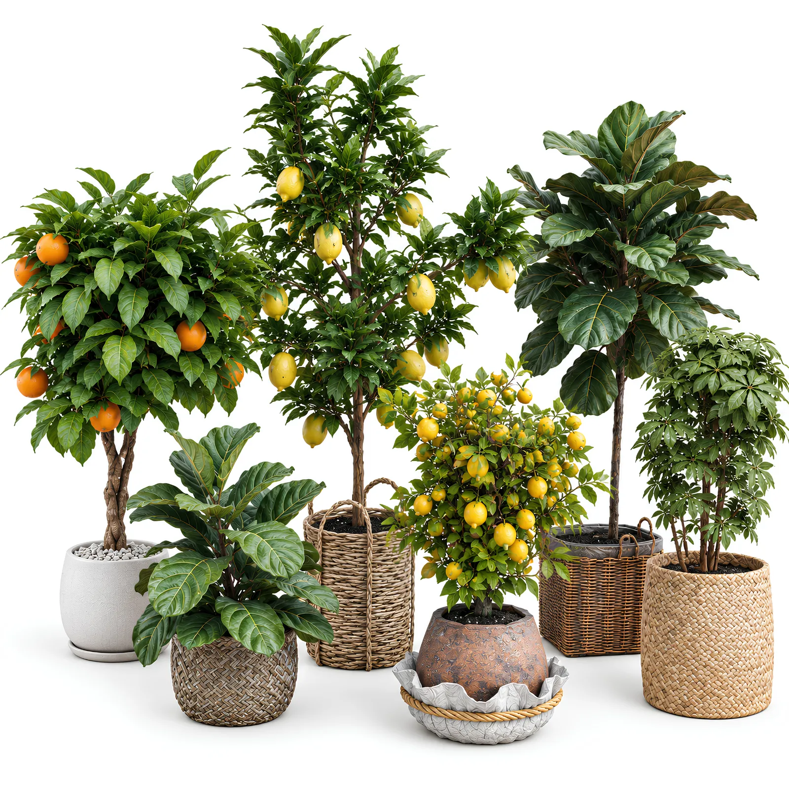 Logging Tree Topping 6 Potted Fruit Trees Plants 3D Models 3D model | CGTrader